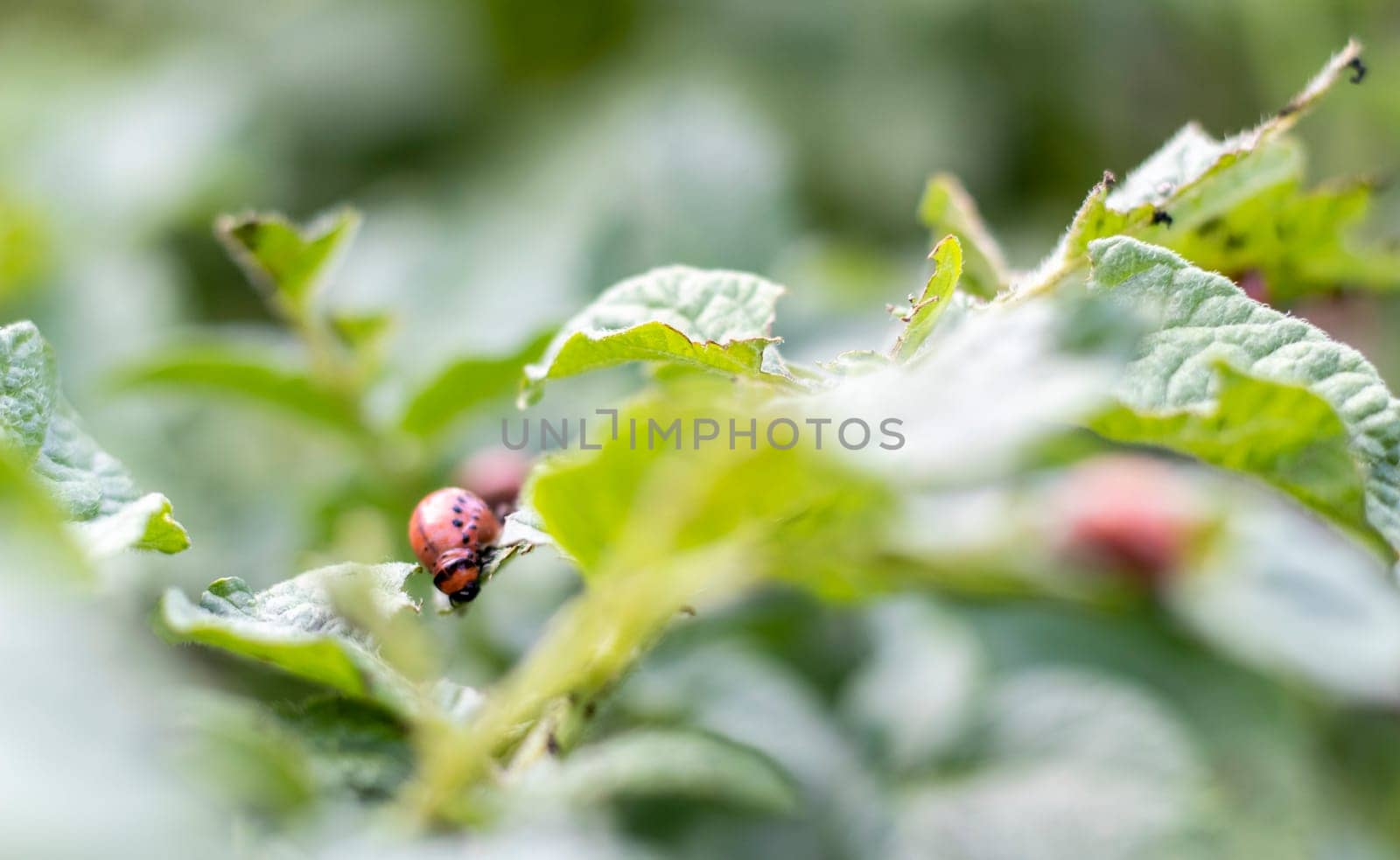 Close-up of a Colorado striped beetle larva on damaged potato leaves. Leptinotarsa Decemlineata. Serious potato pest in garden sunlight. The larvae of the Colorado potato parasite eat the leaves