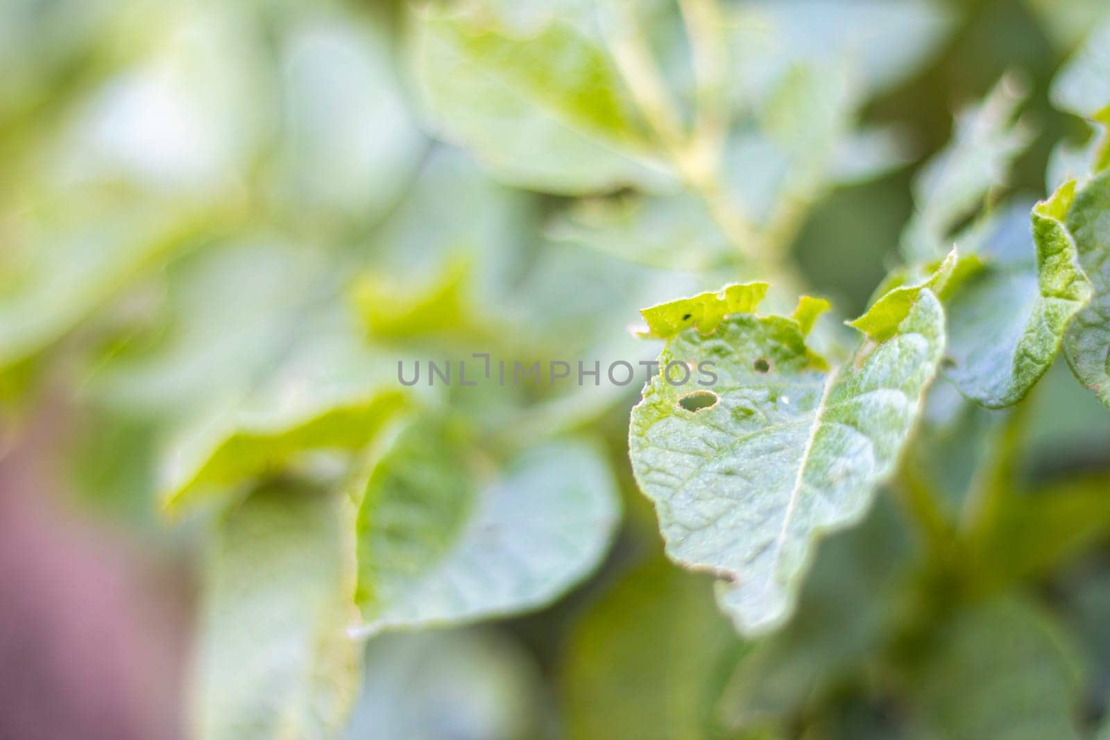 Close-up of potato leaves damaged by Colorado striped beetle larvae. Leptinotarsa Decemlineata. Serious potato pest in garden sunlight. The larvae of the Colorado potato parasite eat the leaves