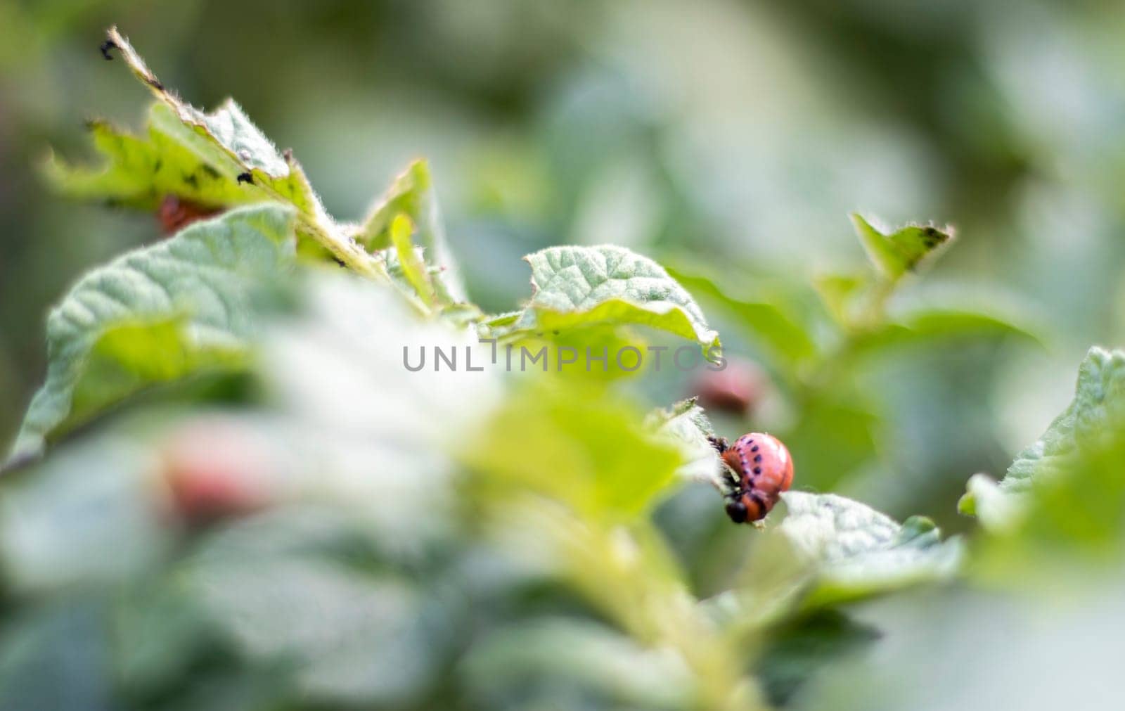 The Colorado beetle larva on potato leaves destroys potato plants and causes great damage to farms. Selective focus. Leptinotarsa decemlineata on a leaf. Dangerous pest for agriculture