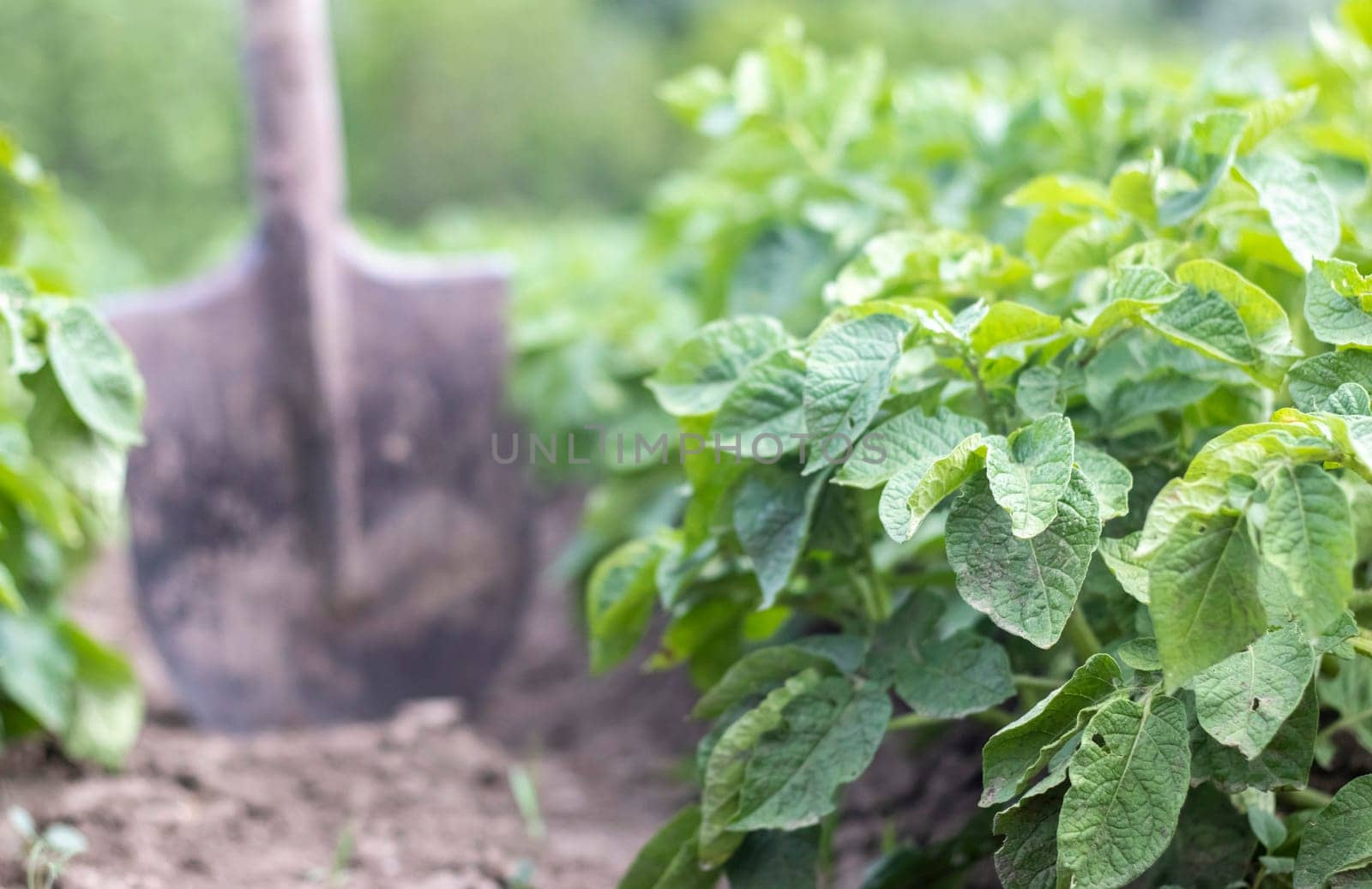 Shovel on the background of potato bushes. Digging up a young potato tuber from the ground on a farm. Digging potatoes with a shovel on a field of soil. Harvesting potatoes in autumn