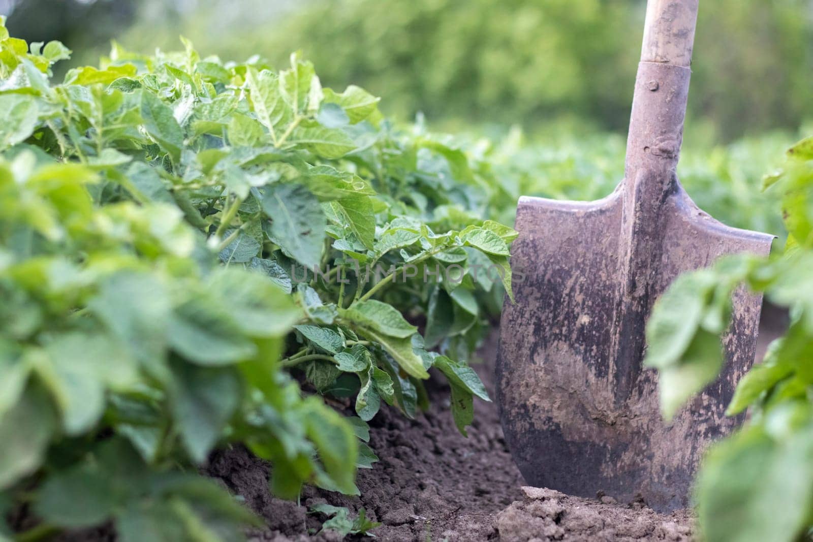 Shovel on the background of potato bushes. Digging up a young potato tuber from the ground on a farm. Digging potatoes with a shovel on a field of soil. Harvesting potatoes in autumn
