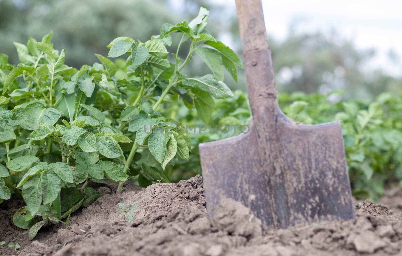 Shovel on the background of potato bushes. Digging up a young potato tuber from the ground on a farm. Digging potatoes with a shovel on a field of soil. Harvesting potatoes in autumn