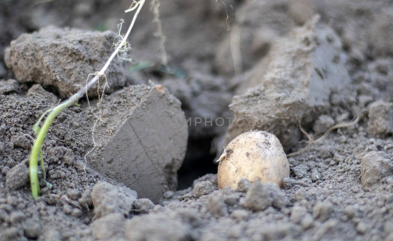 Fresh organic potatoes on the ground in a field on a summer day. Harvesting potatoes from the soil. Low angle freshly dug or harvested potatoes on rich brown ground. The concept of growing food