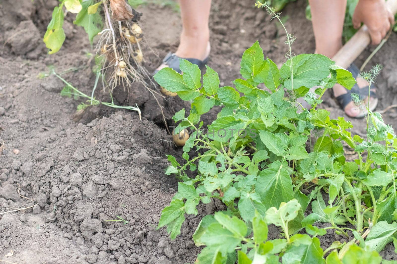 Harvesting potatoes from the soil. Newly dug or harvested potatoes on rich brown ground. Fresh organic potatoes on the ground in a field on a summer day. The concept of growing food. New potatoes