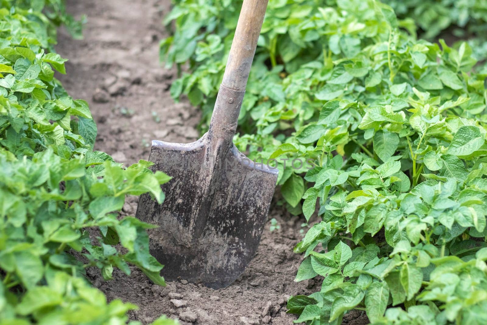 Shovel on the background of potato bushes. Digging up a young potato tuber from the ground on a farm. Digging potatoes with a shovel on a field of soil. Harvesting potatoes in autumn