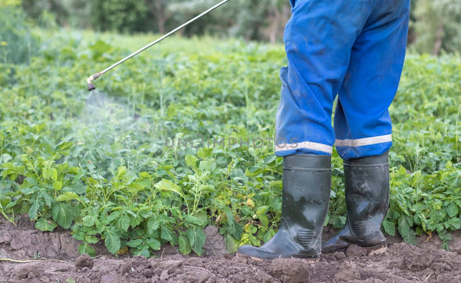 A farmer applying insecticides to his potato crop. The use of chemicals in agriculture. Fight against fungal infections and insects. A man sprays pesticides on a potato plantation with a hand sprayer