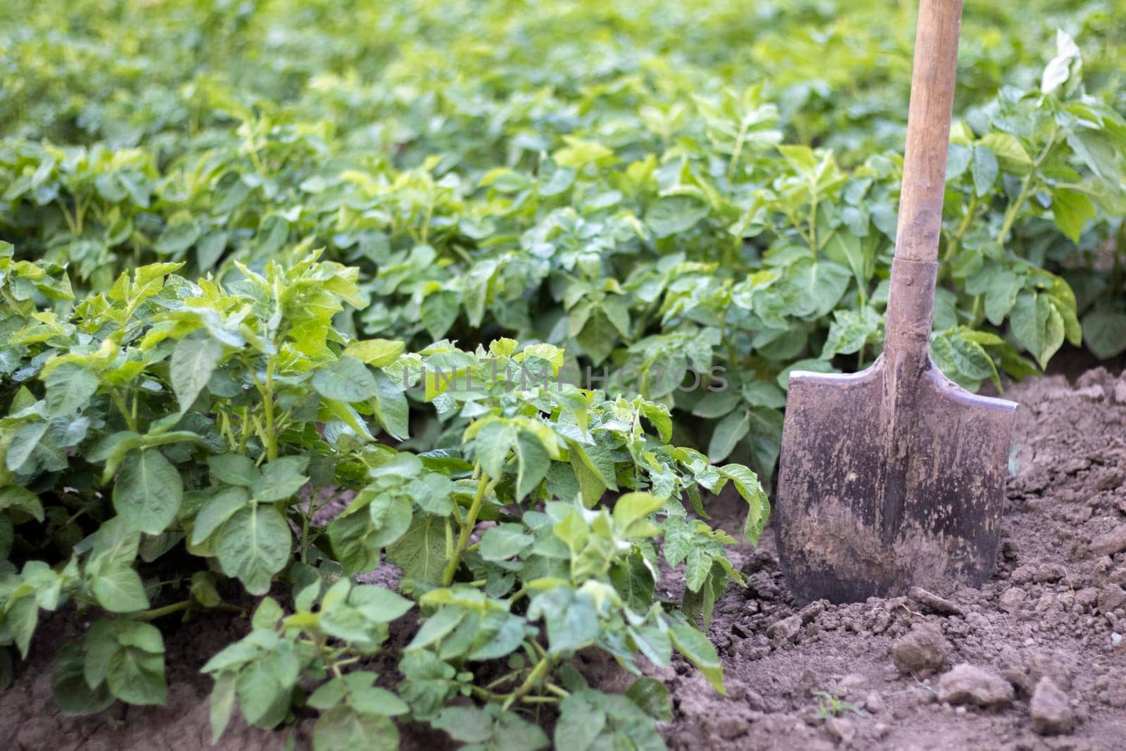 Shovel on the background of potato bushes. Digging up a young potato tuber from the ground on a farm. Digging potatoes with a shovel on a field of soil. Harvesting potatoes in autumn