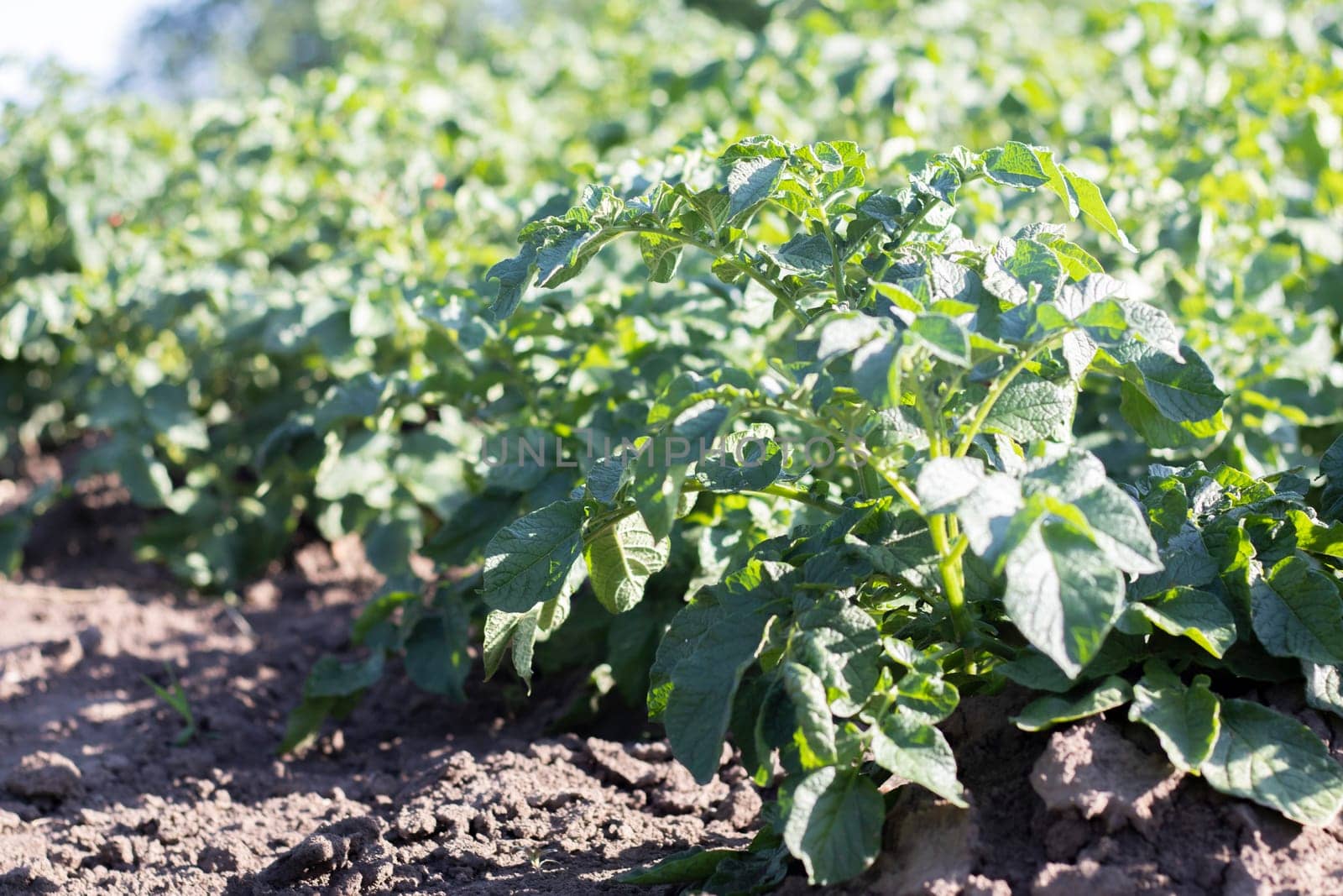 Potato plantations grow in the field. Farming, agriculture. Green field of potatoes in a row. Potato plantations, solanum tuberosum. Summer landscape with agricultural land