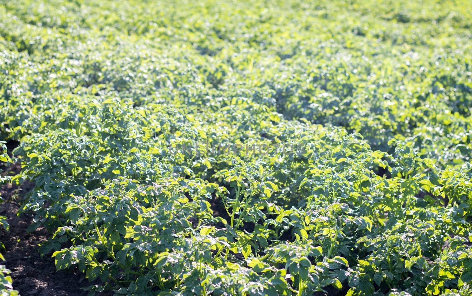Green field of potatoes in a row. Potato plantations, solanum tuberosum. Harvest planted on an agricultural field. Summer agricultural landscape. The field is illuminated by the rays of the sun