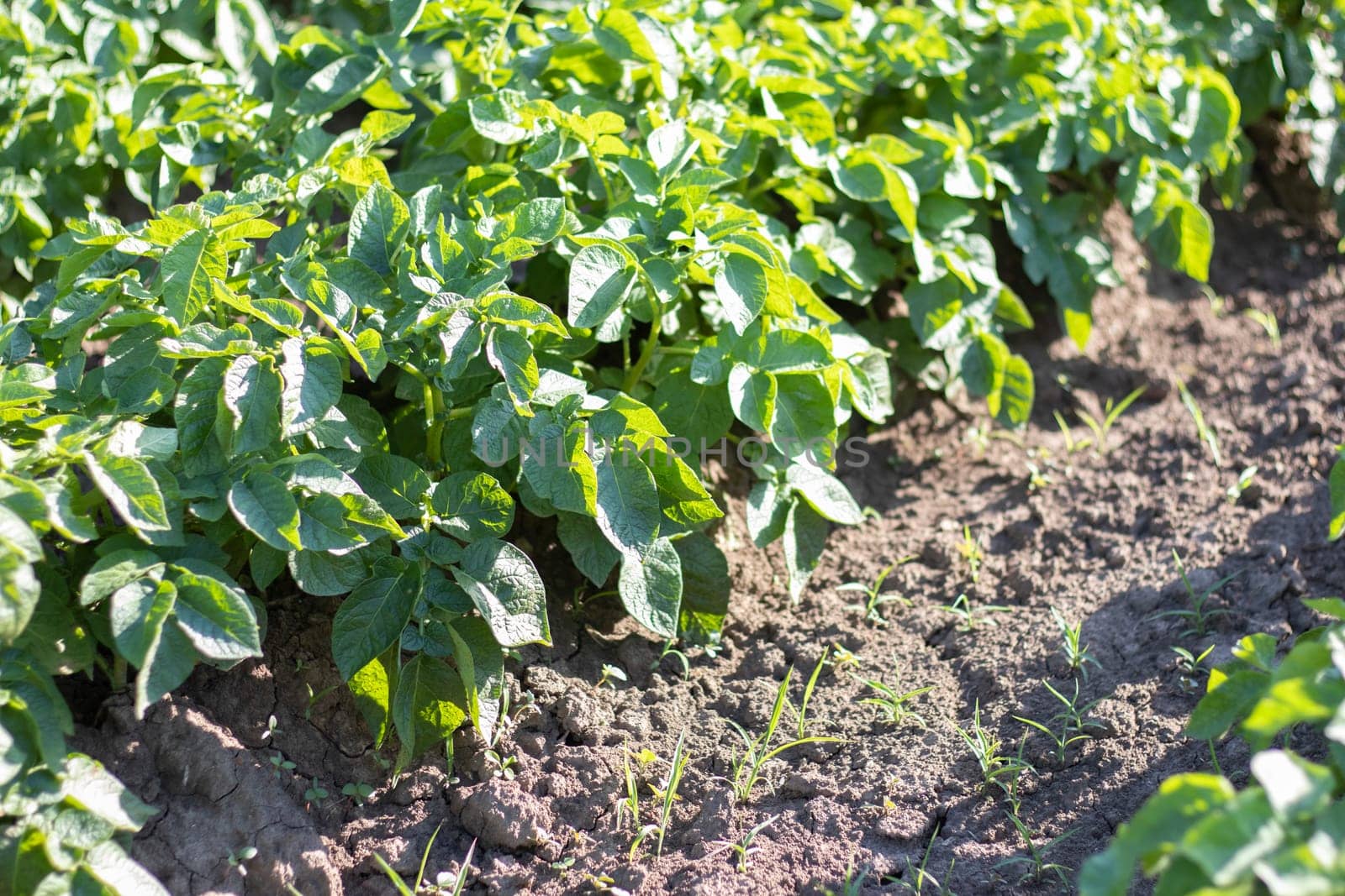 Green field of potatoes in a row. Potato plantations, solanum tuberosum. Harvest planted on an agricultural field. Summer agricultural landscape. The field is illuminated by the rays of the sun