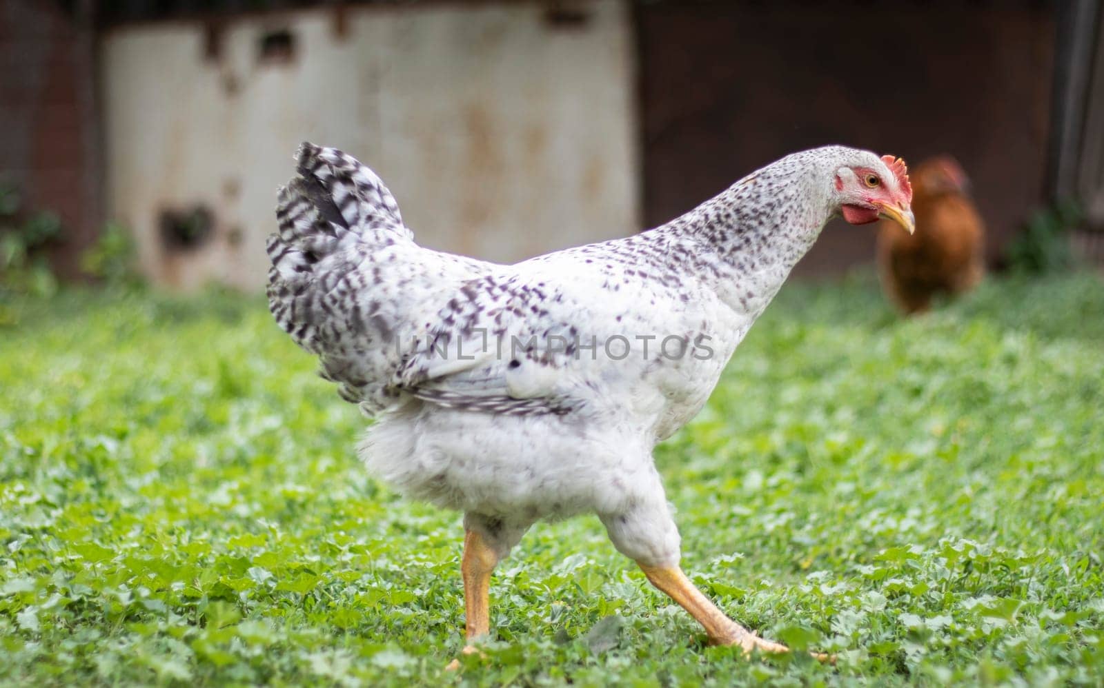 Chickens on the farm, poultry concept. White loose chicken outdoors. Funny bird on a bio farm. Domestic birds on a free range farm. Breeding chickens. Walk in the yard. Agricultural industry