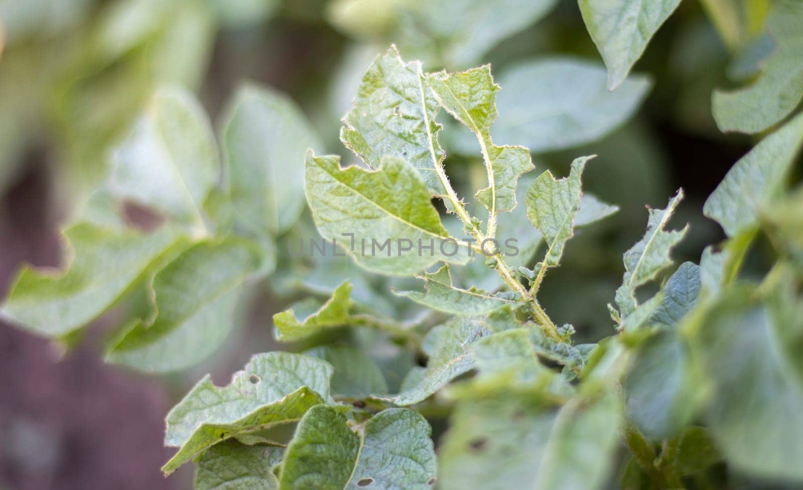 Close-up of potato leaves damaged by Colorado striped beetle larvae. Leptinotarsa Decemlineata. Serious potato pest in garden sunlight. The larvae of the Colorado potato parasite eat the leaves