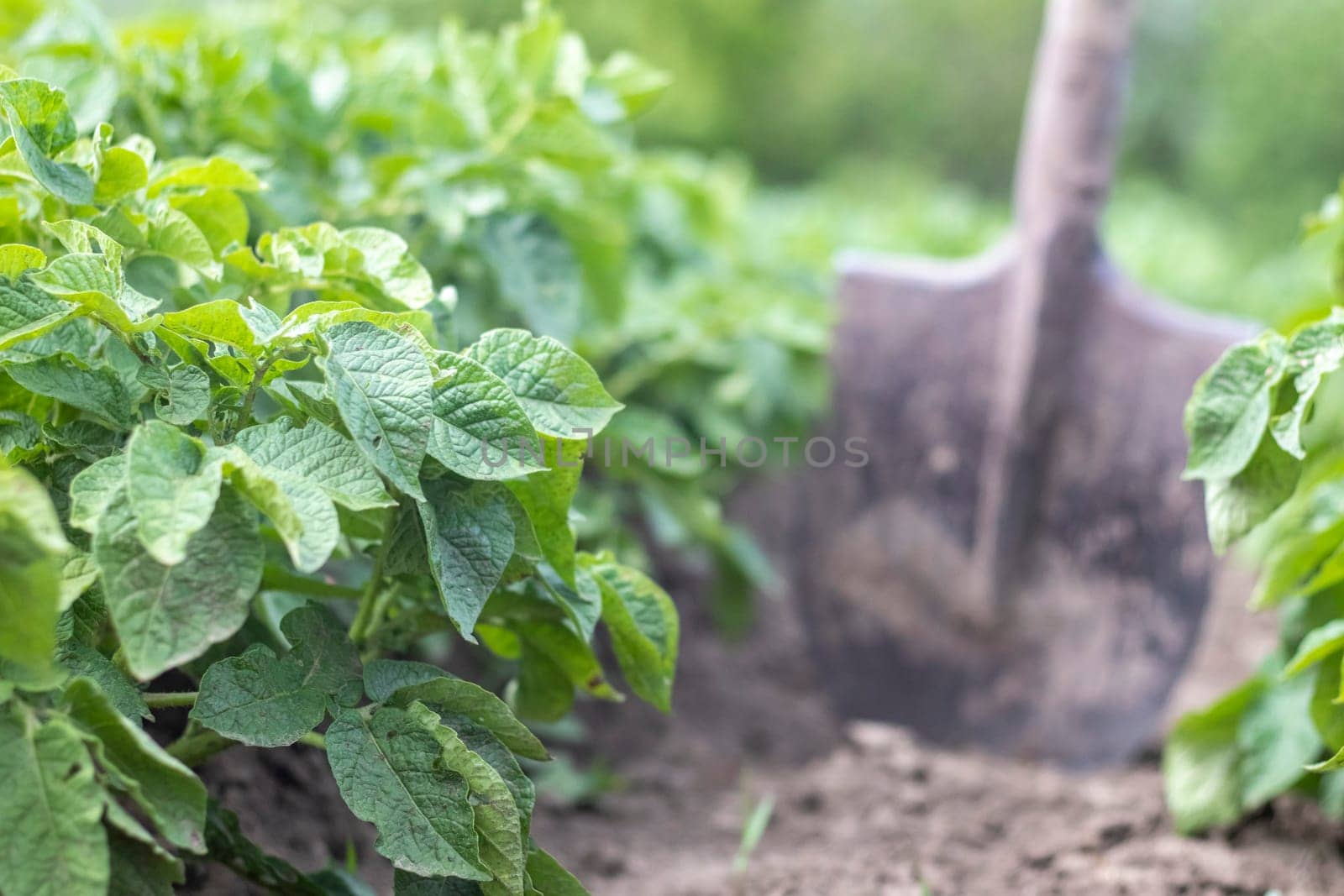 Shovel on the background of potato bushes. Harvesting. Agriculture. Digging up a young potato tuber from the ground, harvesting potatoes on a farm. Harvesting potatoes with a shovel in the garden