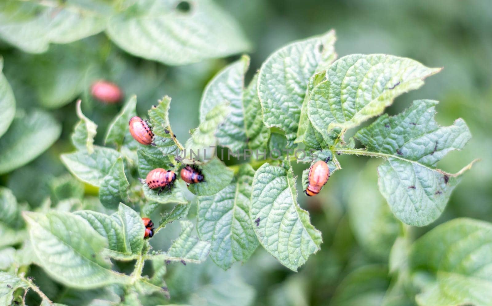 Lots of Colorado beetles. Colorado potato beetle larvae on potato leaves. Potato beetles on foliage in nature, natural background, close view. The ten-striped spearman is the main potato pest