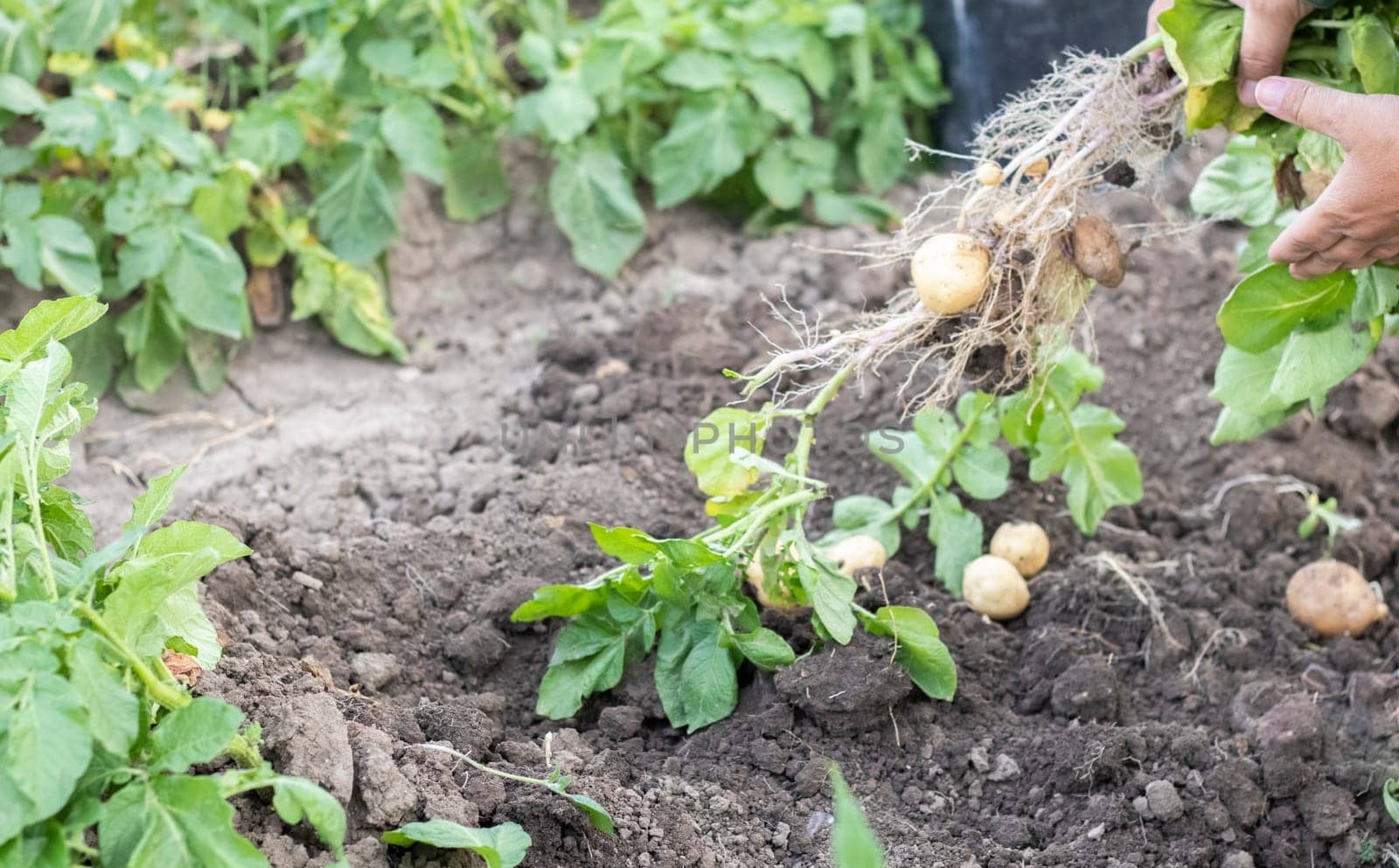 Harvesting potatoes from the soil. Newly dug or harvested potatoes on rich brown ground. Fresh organic potatoes on the ground in a field on a summer day. The concept of growing food. New potatoes