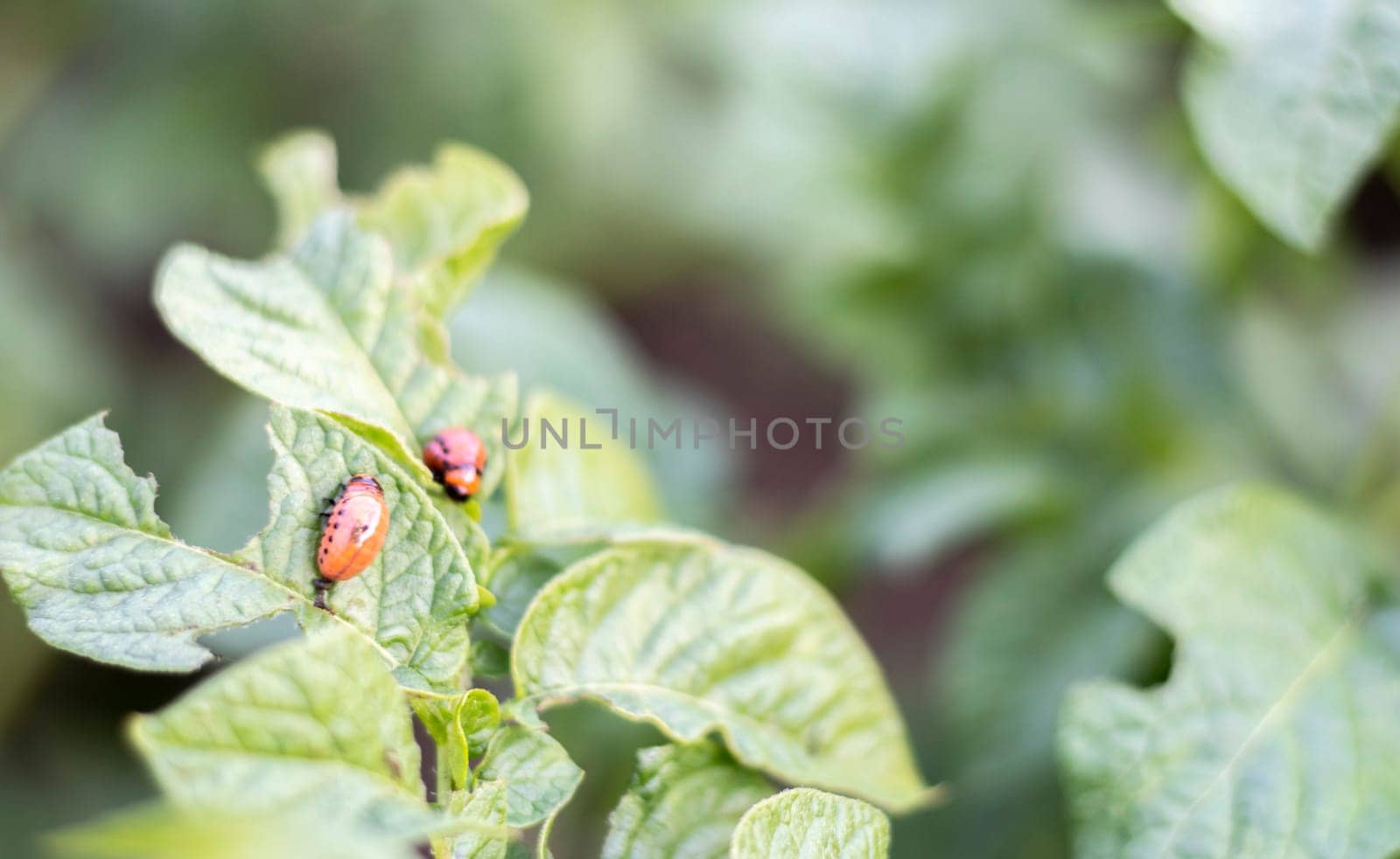 Close-up of a Colorado striped beetle larva on damaged potato leaves. Leptinotarsa Decemlineata. Serious potato pest in garden sunlight. The larvae of the Colorado potato parasite eat the leaves