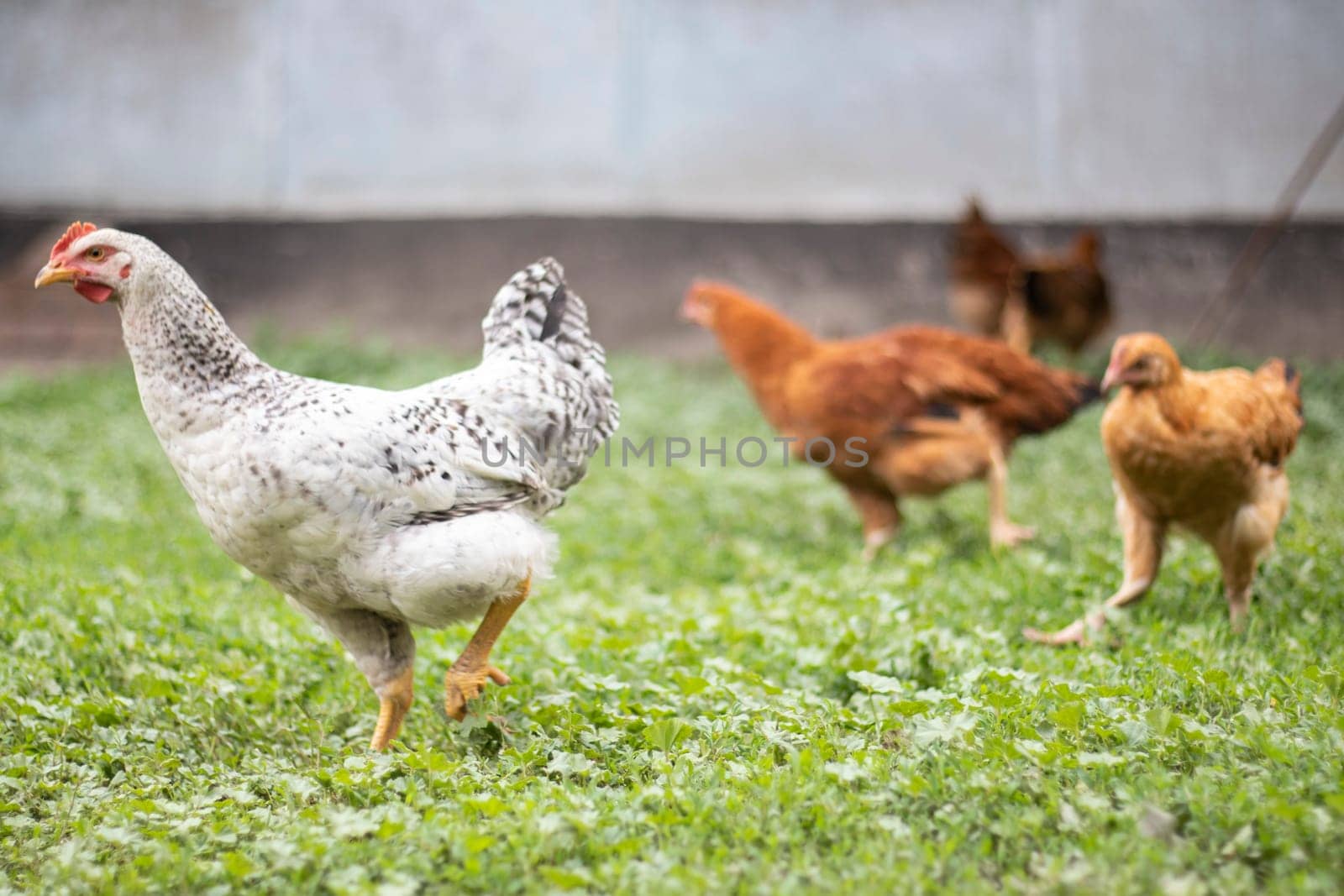 Chickens on the farm, poultry concept. White loose chicken outdoors. Funny bird on a bio farm. Domestic birds on a free range farm. Breeding chickens. Walk in the yard. Agricultural industry