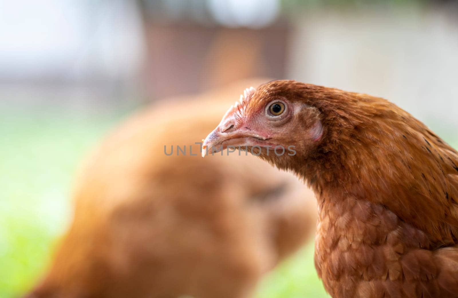 One little red chicken in the yard is looking for food to eat. Agricultural industry. Breeding chickens. Close-up of a red chicken in nature. Domestic birds on a free range farm. walking in the yard