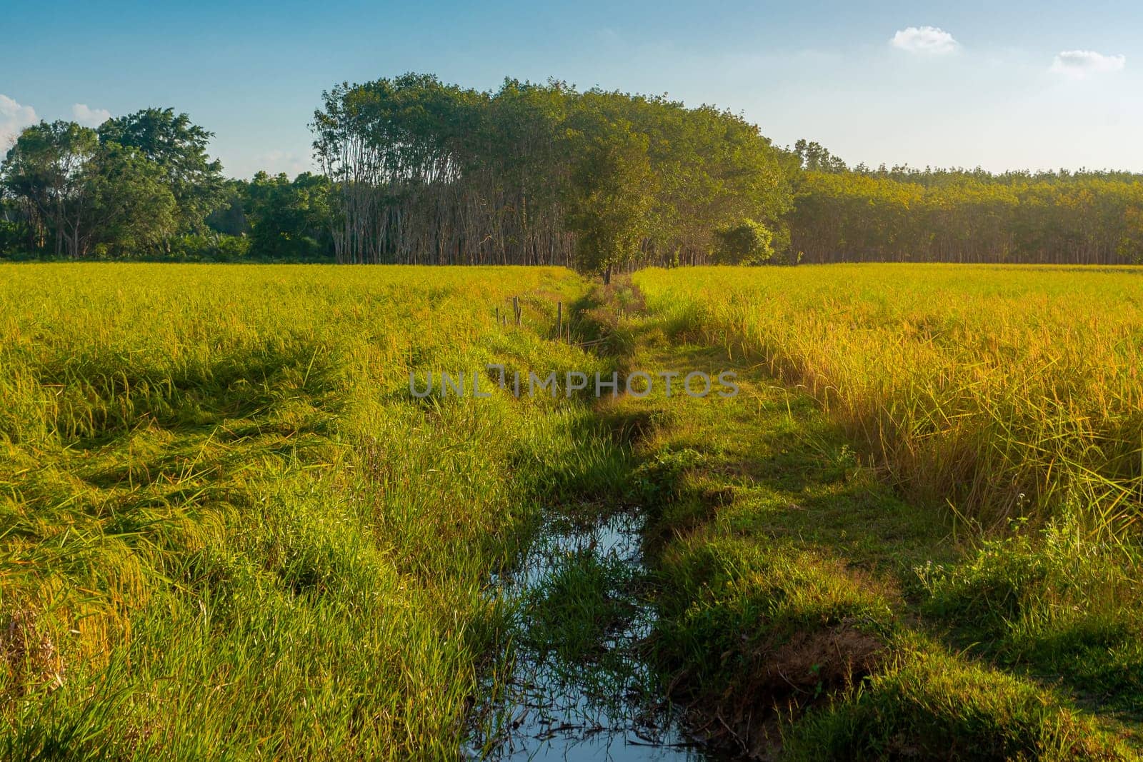 Rice paddy in rice field rural with cloud sky in daylight, Green field rural countryside, Paddy rice with green field