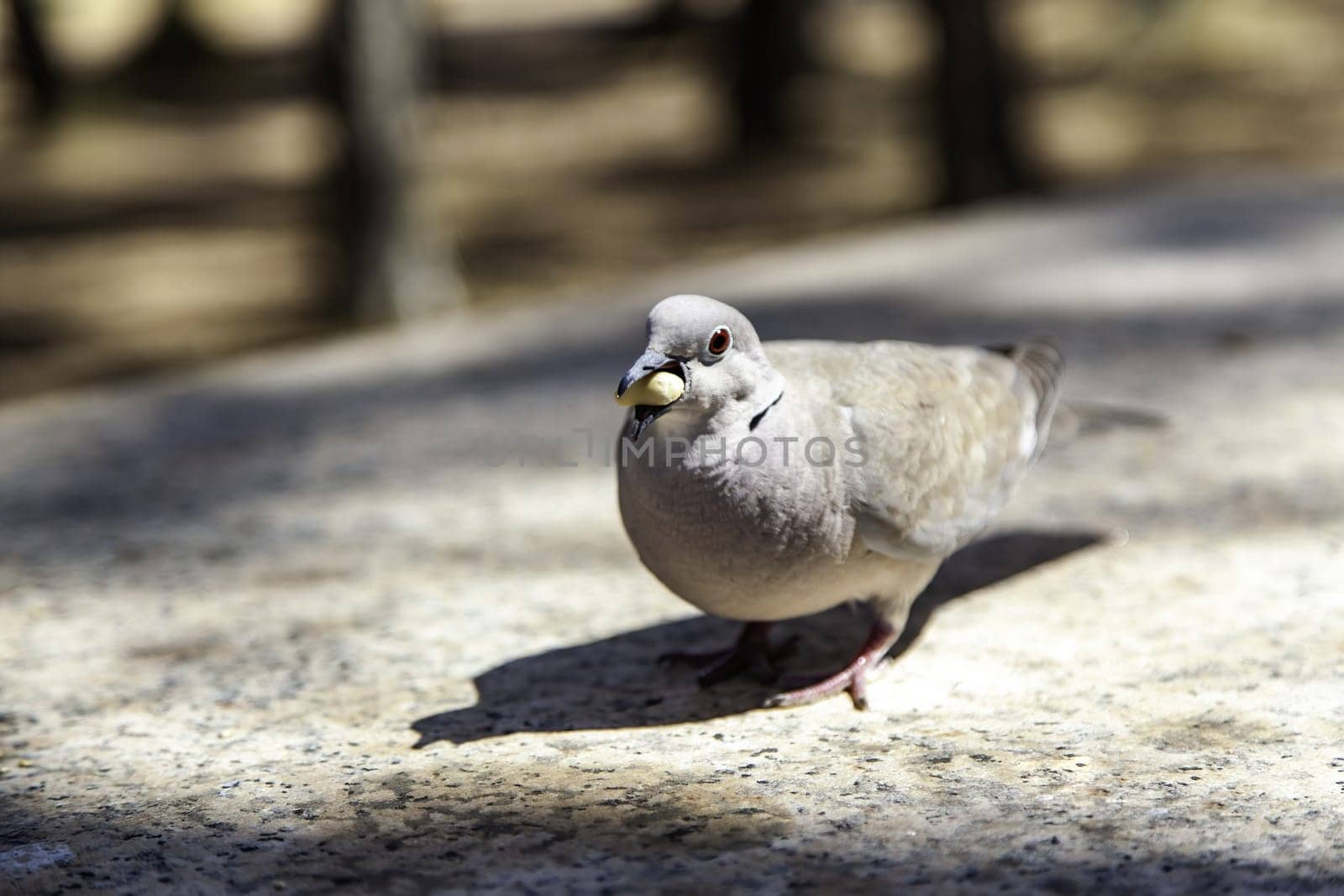 Wild bird detail in nature