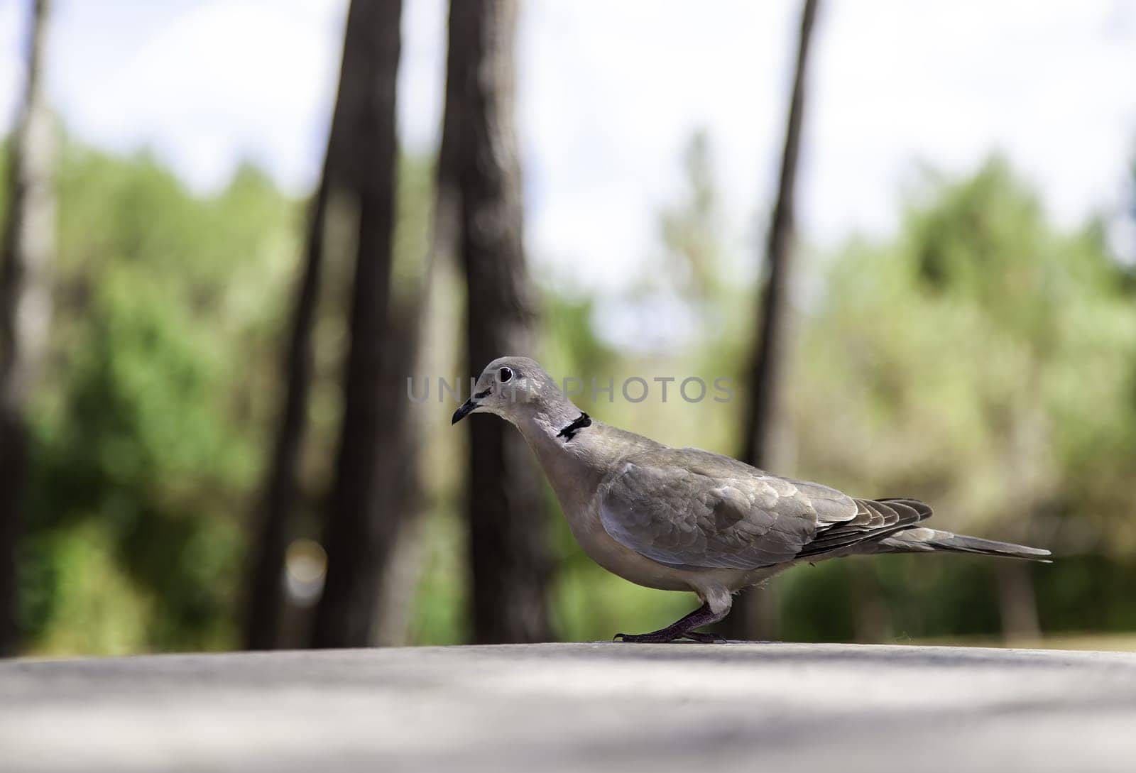 Wild bird detail in nature