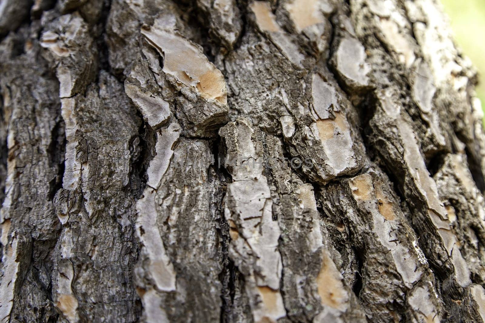 Textured background detail of a tree in nature