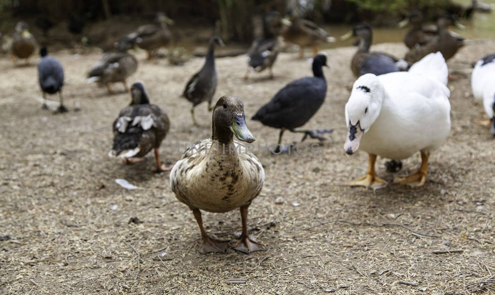 Detail of wild birds in freedom in a forest in nature
