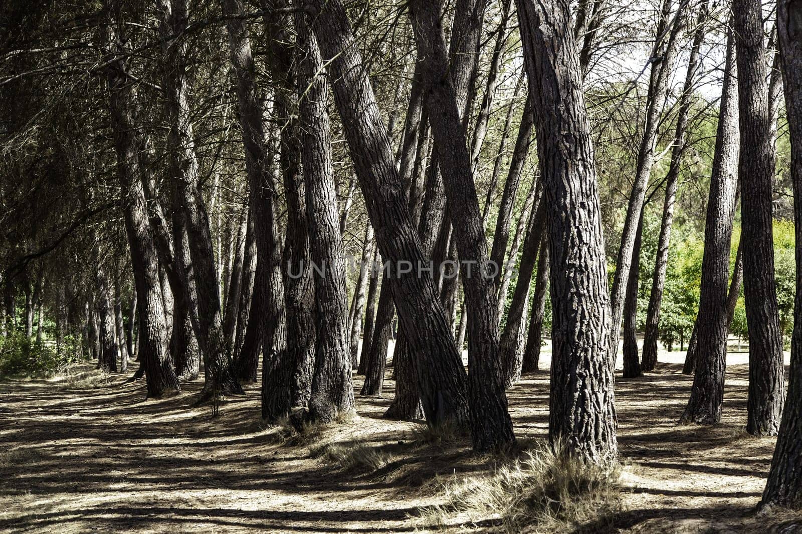 Detail of trees in nature, environment and life