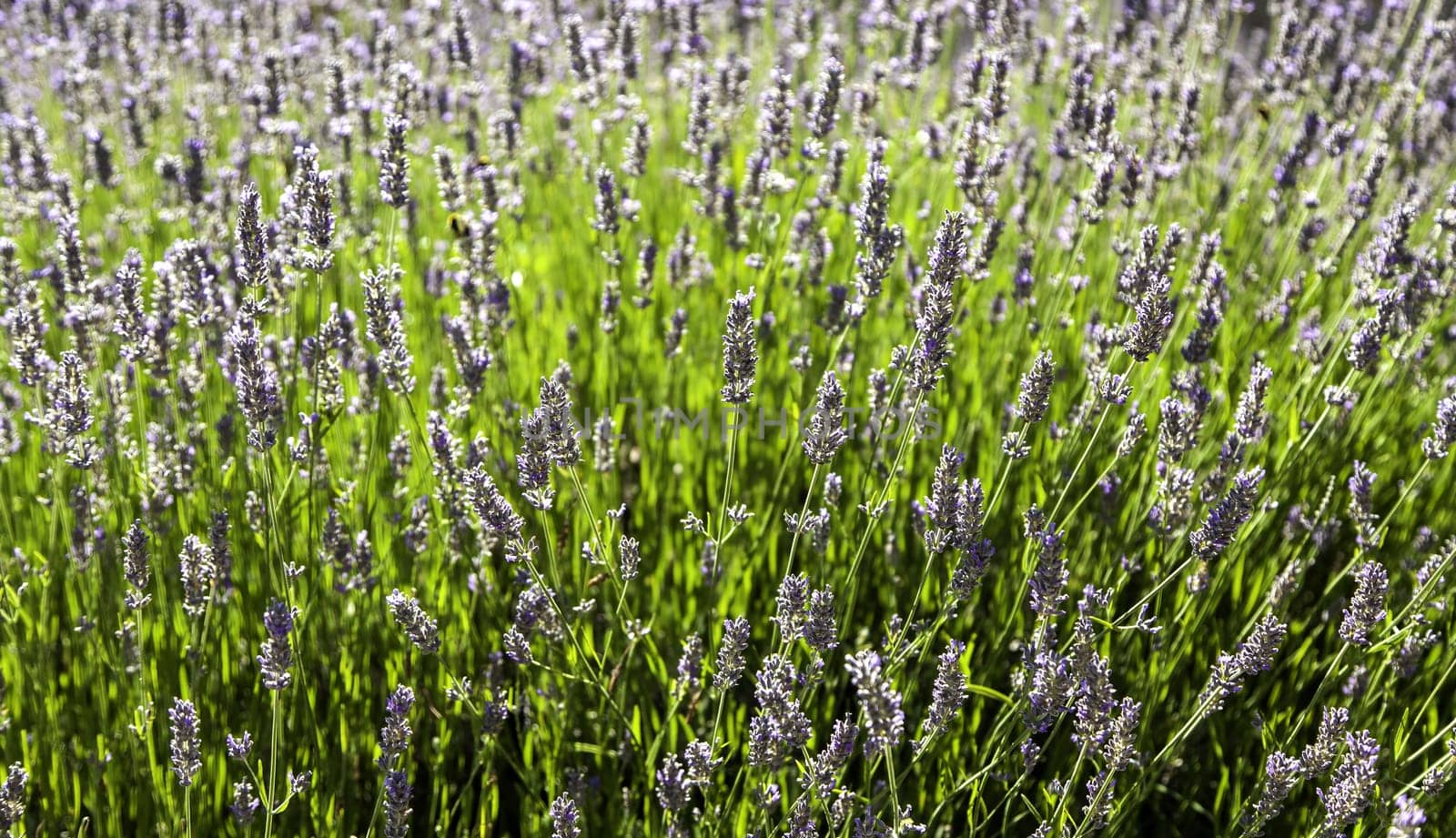 Detail of fresh lavender flowers, aromatic flowers