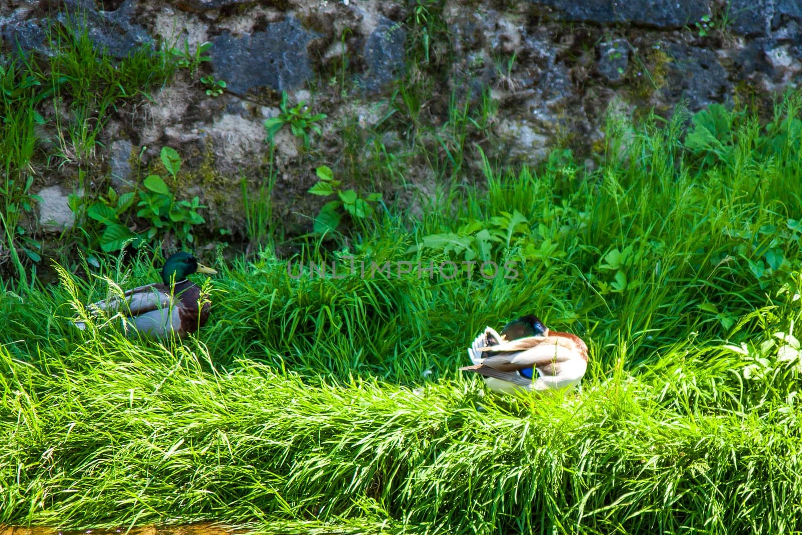 Geese on the green field