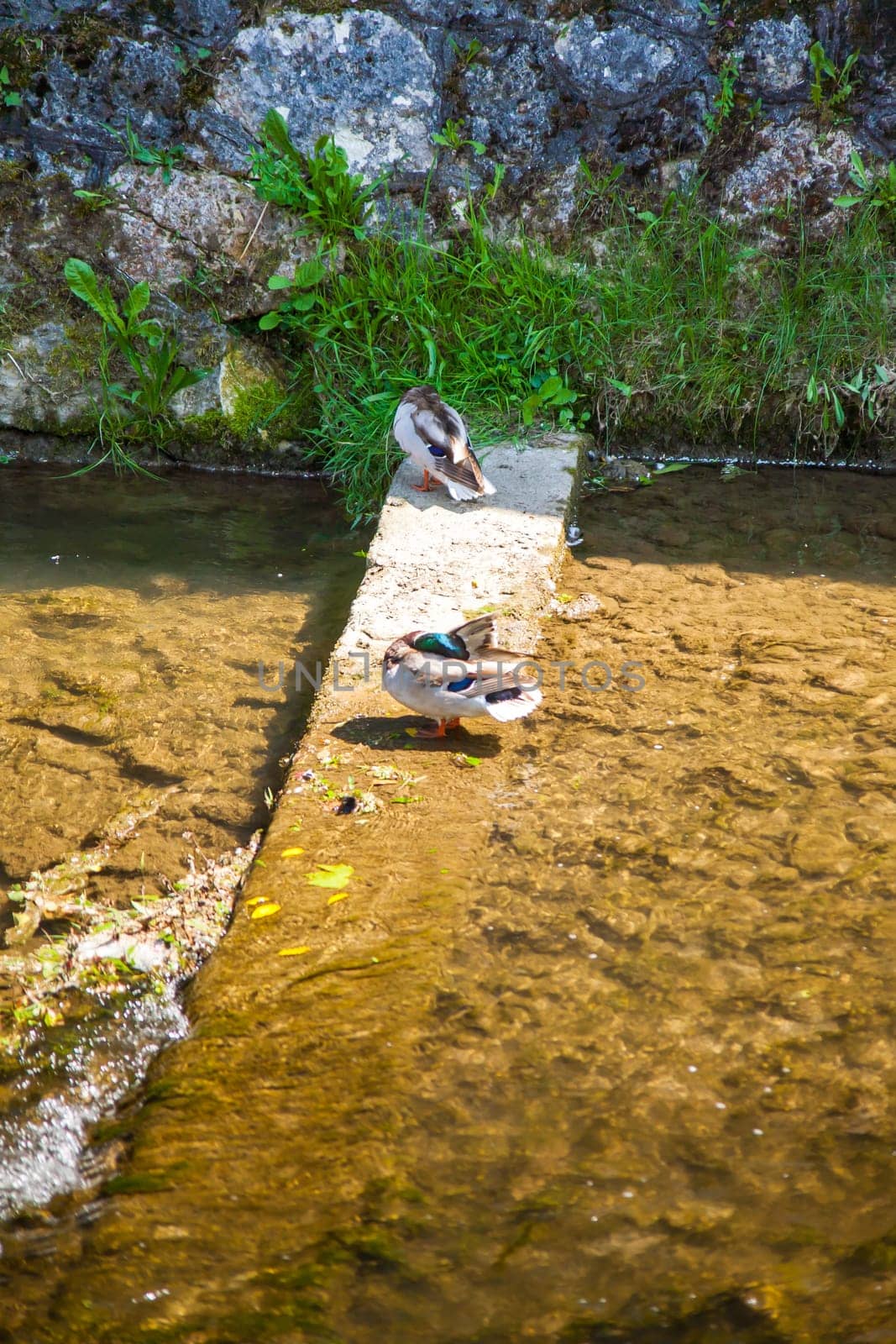 geese on the stream