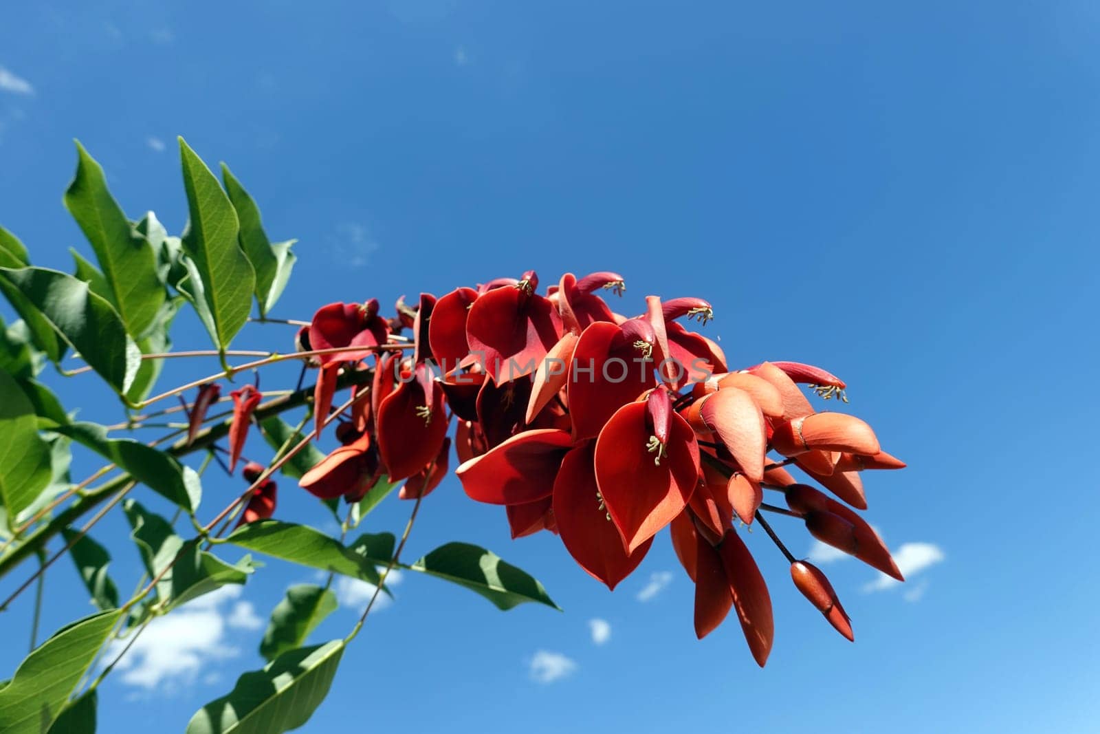 Korallenbaum (Erythrina crista-galli) - rote Blüte, Nordrhein-Westfalen, Deutschland, Brühl