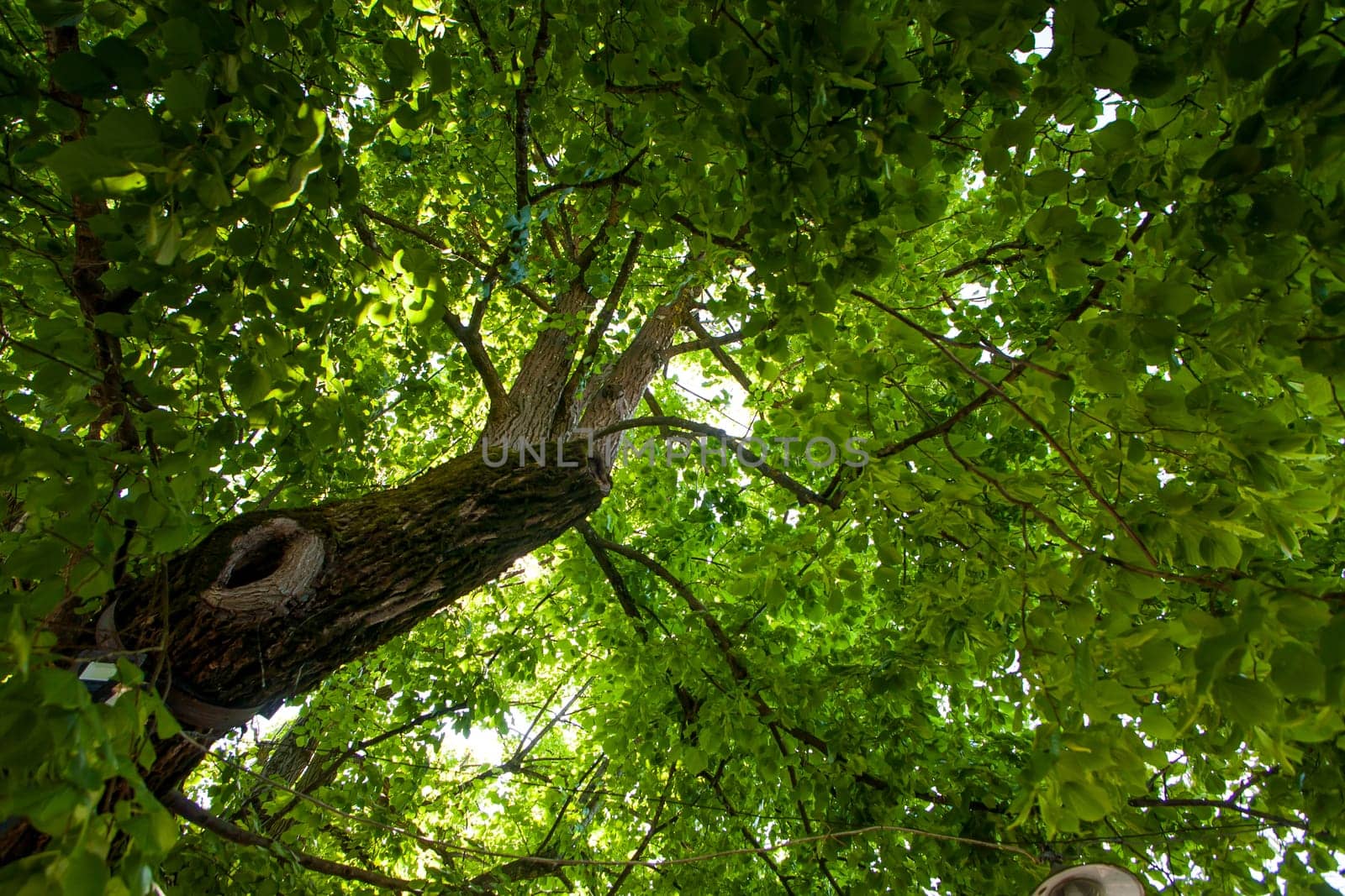 Old big linden tree. Green leaves and linden fruits