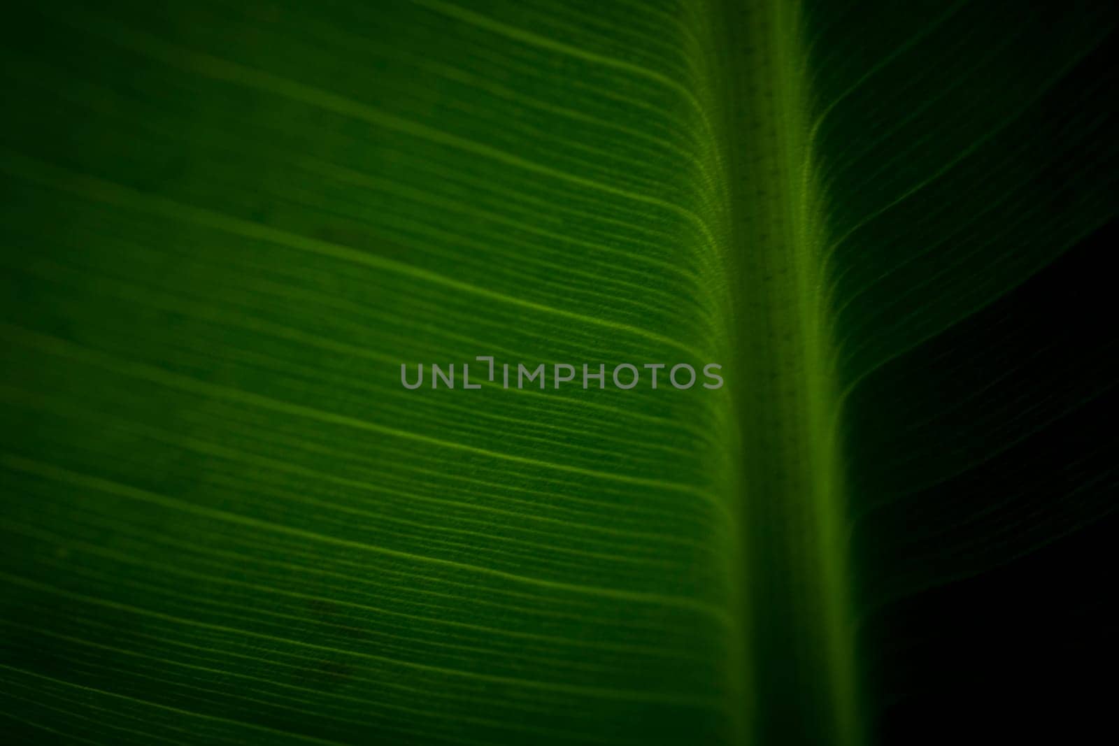 Abstract closeup of green leaf with feather vein pattern