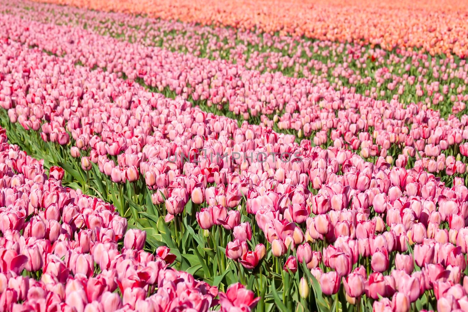 tulip field in the Netherlands - pink tulips