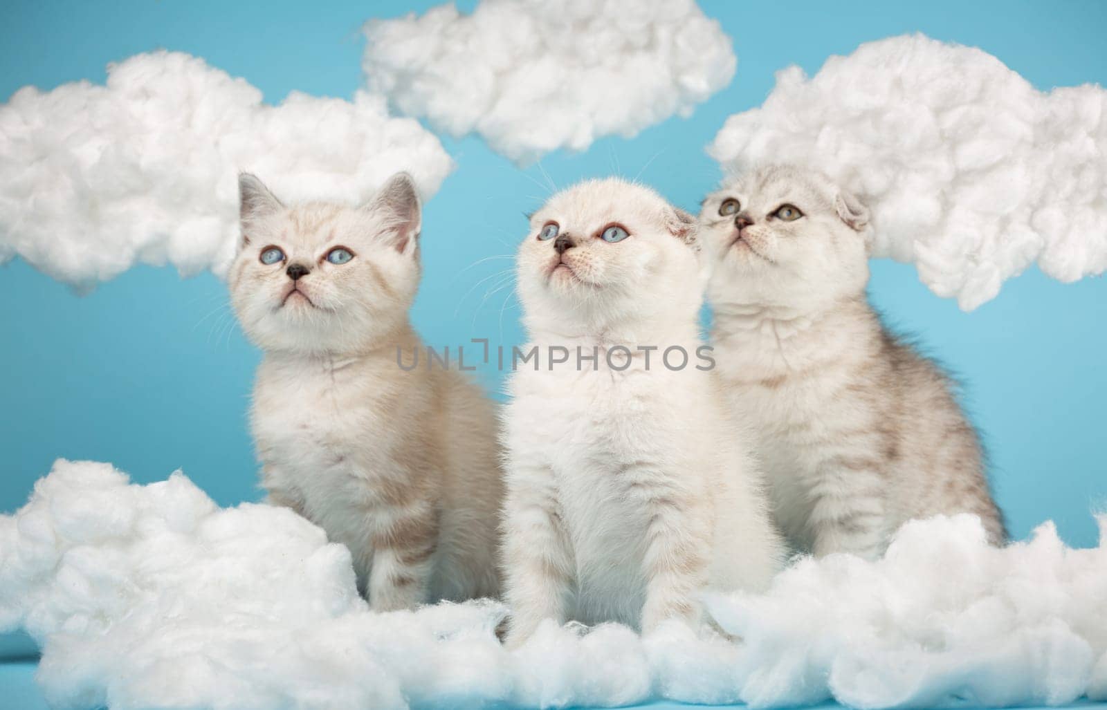 Scottish light gray striped kittens raised their heads and looked up against the sky with white fluffy clouds. Portrait of purebred cats. Photo collection.