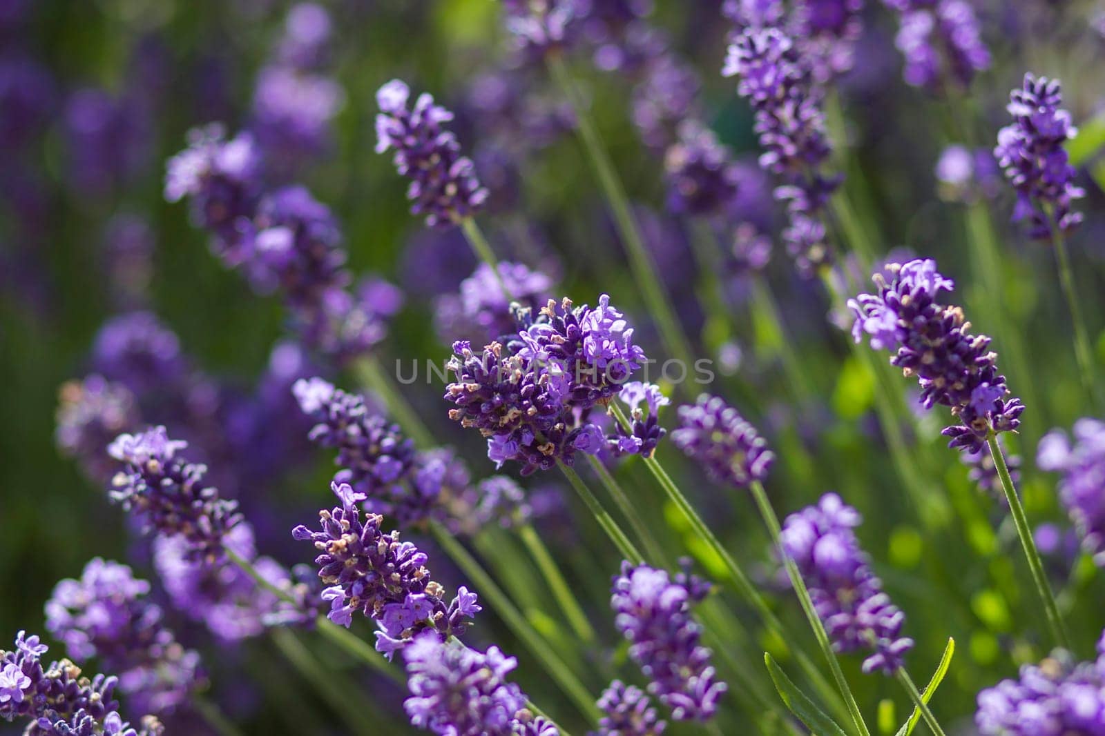 lavender flowers in a garden - soft focus