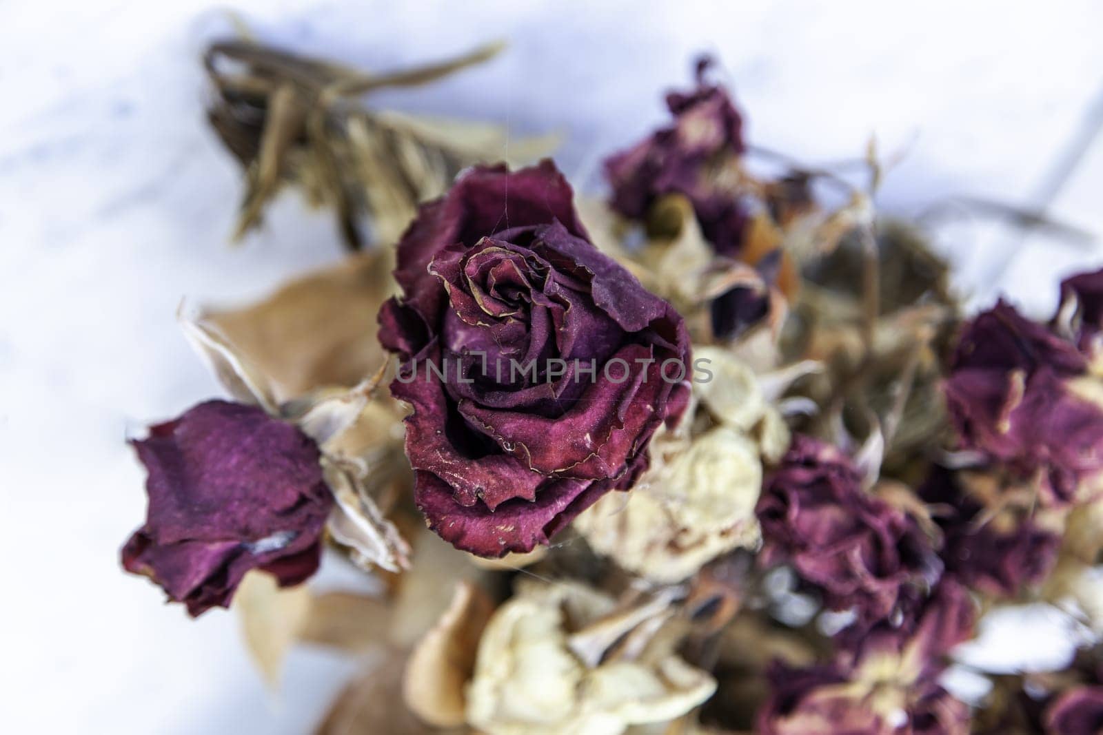 Detail of dead plant in a pot at home