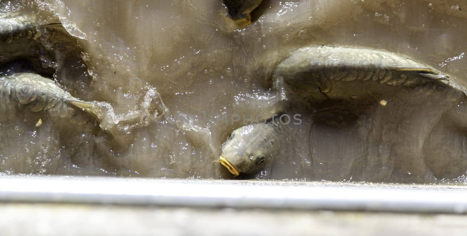 Detail of wild animals in a pond in nature