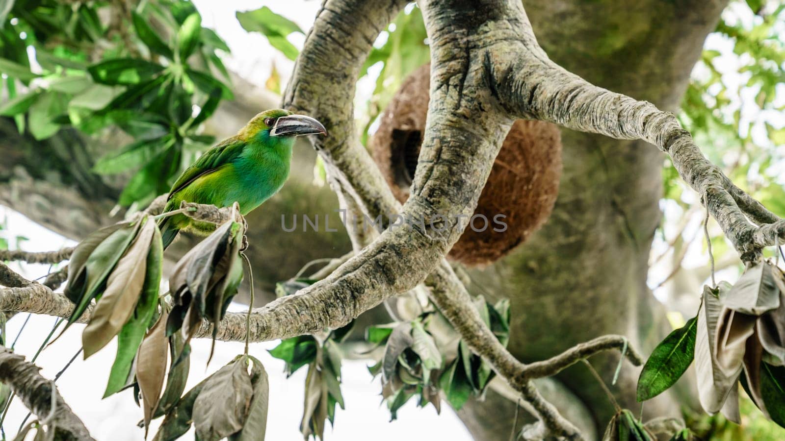 Portrait of a Groove-billed toucanet in a natural habitat