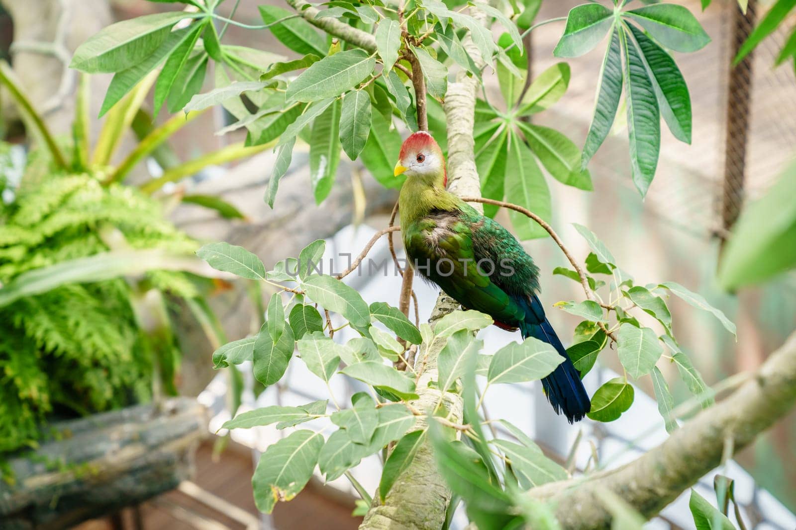 Portrait of Red-crested turaco in a bird sanctuary