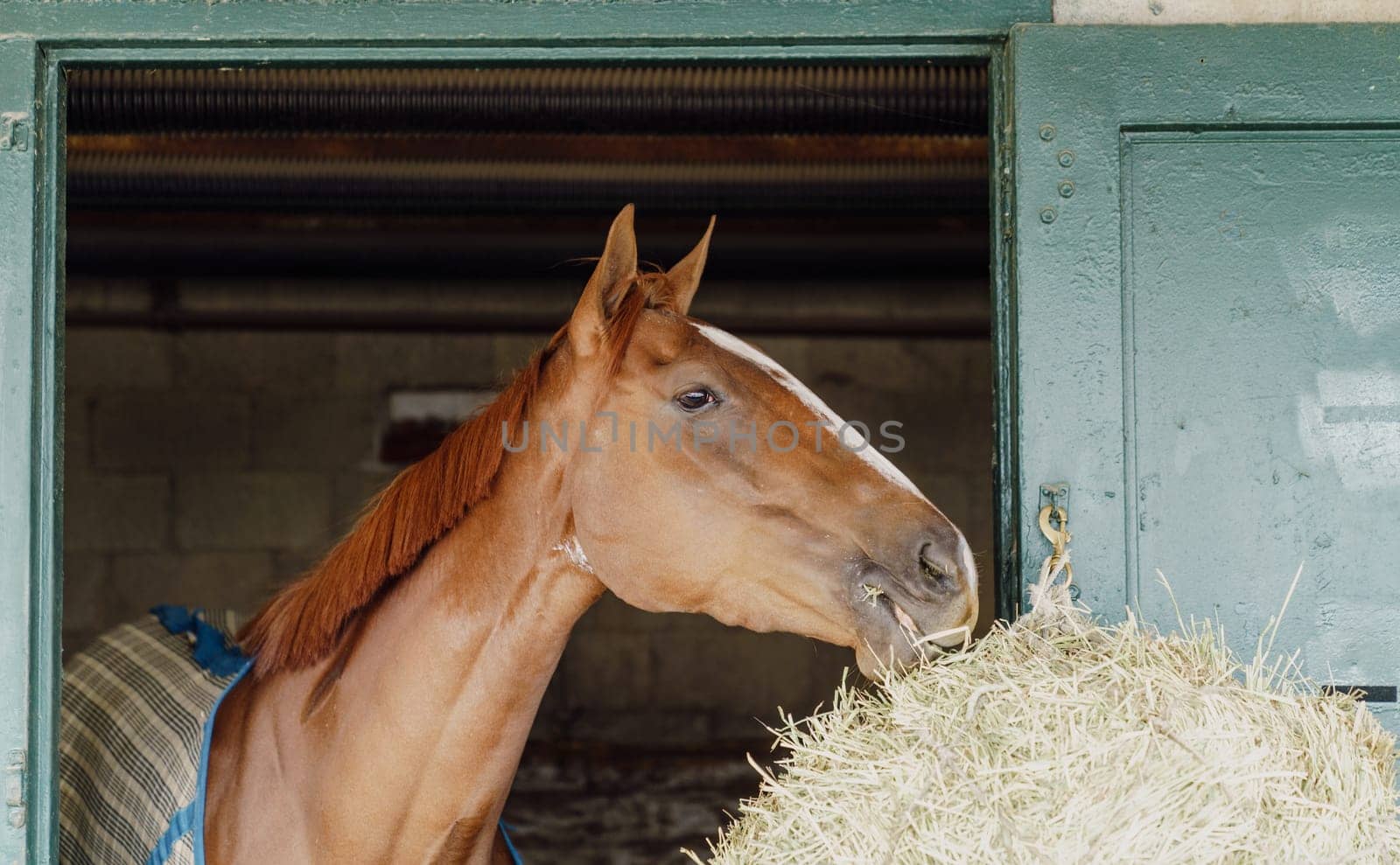 Thoroughbred race horse in a stable in Lexington, Kentucky