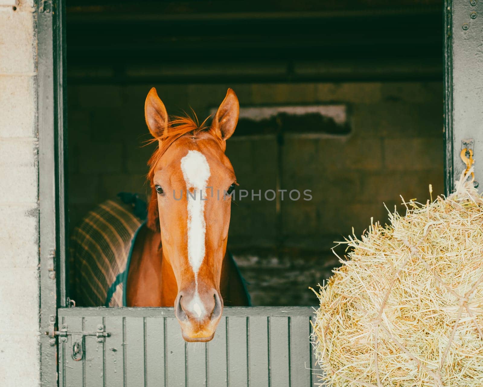 Thoroughbred race horse in a stable in Lexington, Kentucky