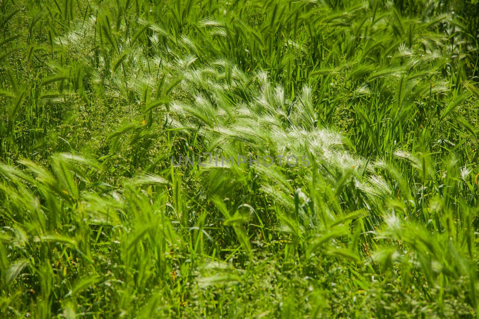 Hairy plume. A type of green grass.