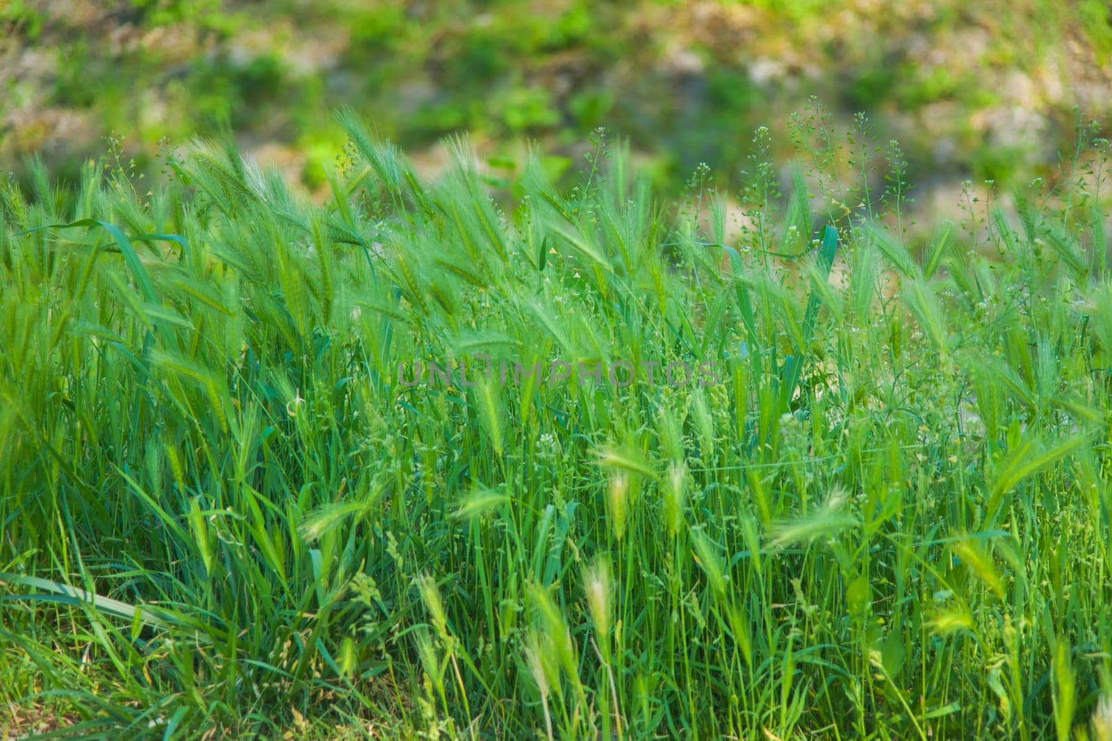 Hairy plume. A type of green grass.