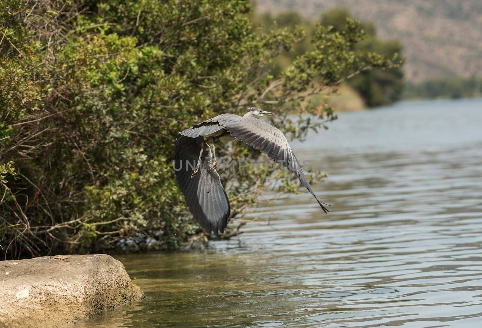 Gray Heron, Ardea cinerea, flying over Ribarroja reservoir, Aragon, Spain