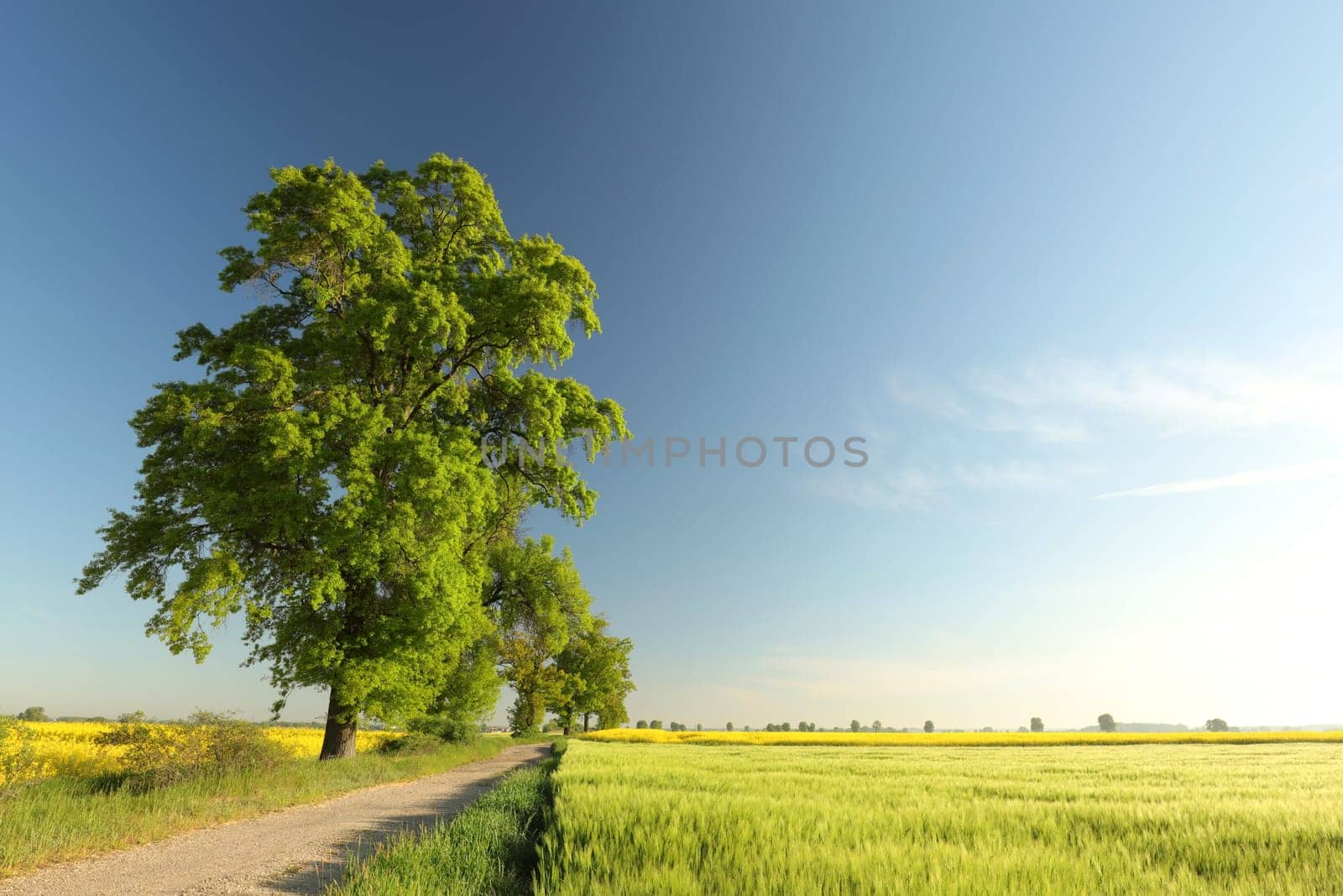 Spring trees growing in a field on a May morning