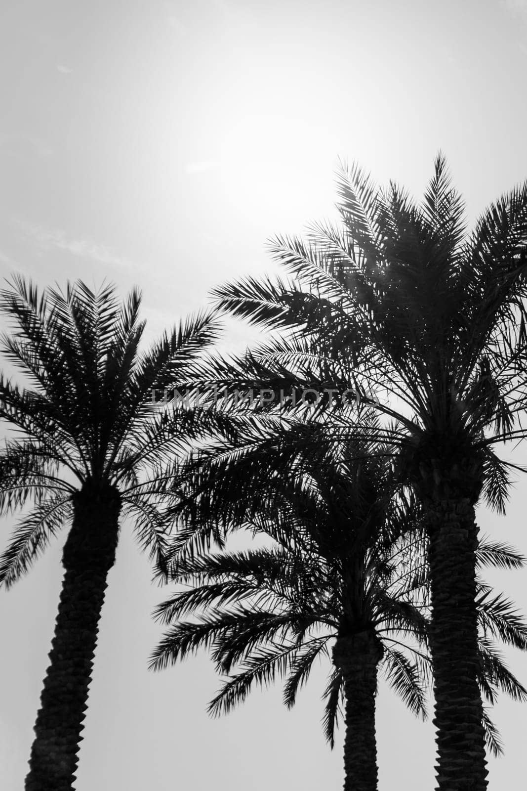 Sun light shines through leaves of palm. Beautiful wanderlust travel journey symbol for vacation trip to southern holiday dream island