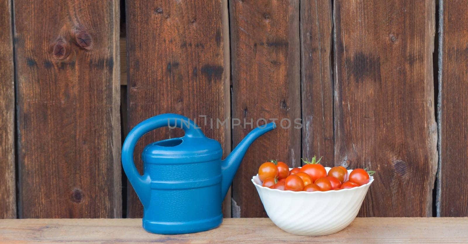 Gardening fresh and juicy vegetables from farming agriculture. Organic nature solanum bio tomato food on wooden copyspace panorama.