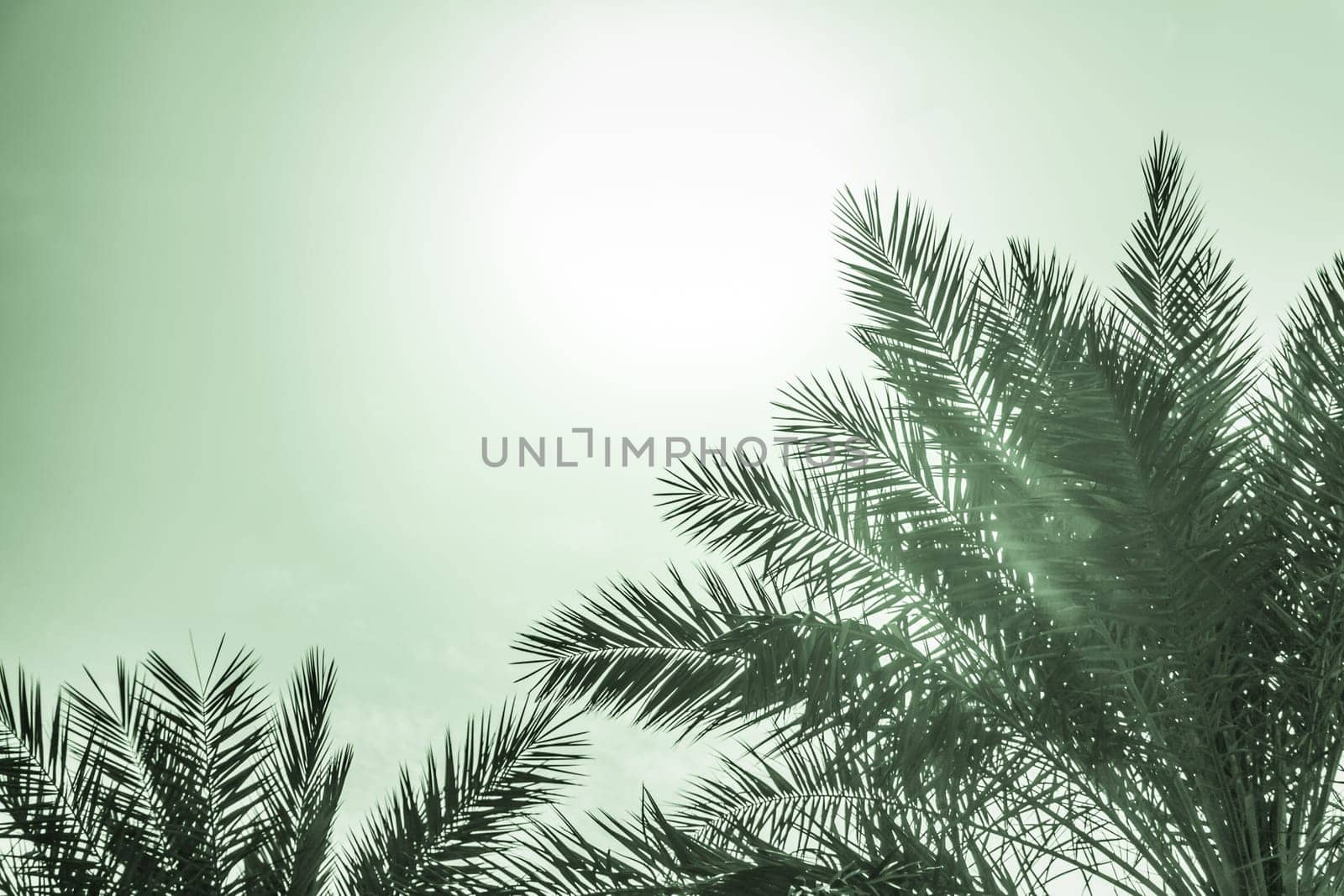Sun light shines through leaves of palm. Beautiful wanderlust travel journey symbol for vacation trip to southern holiday dream island